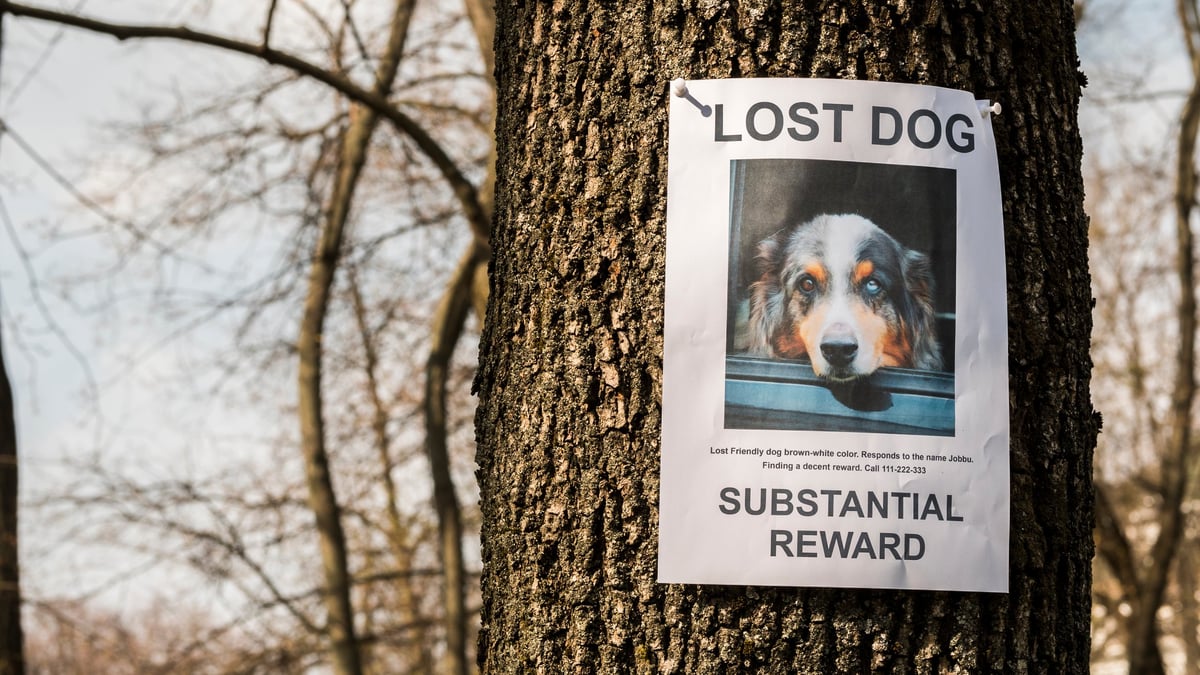 A missing dog flyer attached to a tree in a park