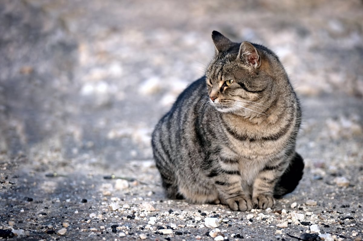 Tabby cat sitting outdoors